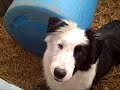 Adptable Border Collies,looking for their new families