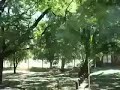 trompetas