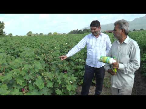 how to fertilize cotton