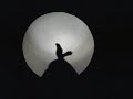 a magical hand shadows show