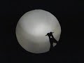 a magical hand shadows show