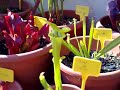 Sarracenia vs. Vespa Sarracenia vs. Vespa