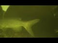Catfish in the cave the tubbs tubs fredricktown ohio