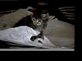 crinkle paper crinkle paper