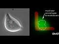 HeLa cell dividing on L pattern Manele-Gratis.net