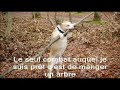 american staff chiens mechants!!MDR!!le retour 2 ème video american staff chiens mechants!!MDR!!le retour 2 ème video