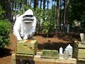 I uploaded a YouTube video -- AJ Beetle Trap http://youtu.be/4Gu8NM9C_tk?a