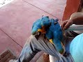 LOS GUACAMAYOS