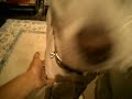 Kishu - Before a meal