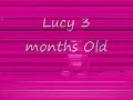 Lucy The Boxer puppy 3 months old
