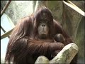 Orangutan Baby at Brookfield Zoo