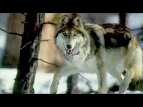 grey wolf