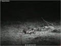 Steenmarter trekt karkas buiten beeld Steenmarter trekt karkas buiten beeld