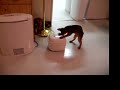 ??????????Nico cat opens the rice cooker