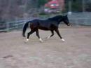 3 j�hriger Oldenburger von Carabas
