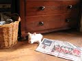 puppies hide