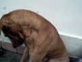 Camera shy dog