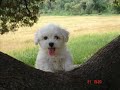 el tró  bichon maltes