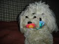 el tró  bichon maltes