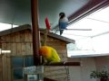agapornis sul trespolo in giardino