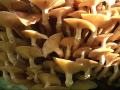 Inspired by toadstools and their beautiful colours to paint them, that can be viewed at/ te zien op www.nicobulder.com