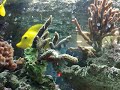 Seewater aquarium Seewater aquarium