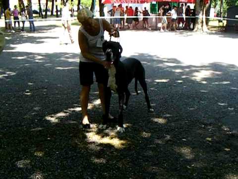 dogue allemand