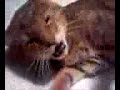 Catnip.