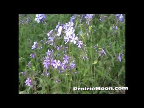 how to transplant ironweed