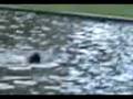 videos de de paseo con las chinas sexis