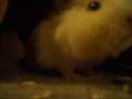 videos de Nya Grisen