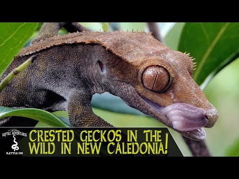 YouTube reptile video