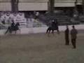 Region 14 Half Arabian Park horse