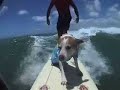 Dogs Surfing