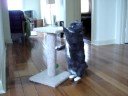 Catbook Movie: Heidi stuck