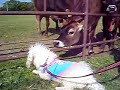 The Sealyham terrier meets Jersey cow in Japan 2007 The Sealyham terrier meets Jersey cow in Japan 2007