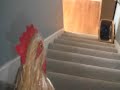 a chicken movie part 1 a chicken movie part 1