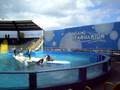 videos de seaquarium miami