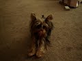 Yorkie attacks Swiffer!