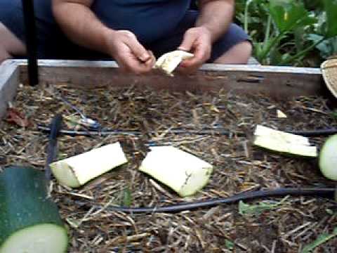 how to collect zucchini seeds