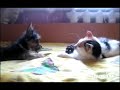 Give back my toy! (Верни мне мою игрушку!)