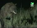 Another Lion killing a Hyena Another Lion killing a Hyena
