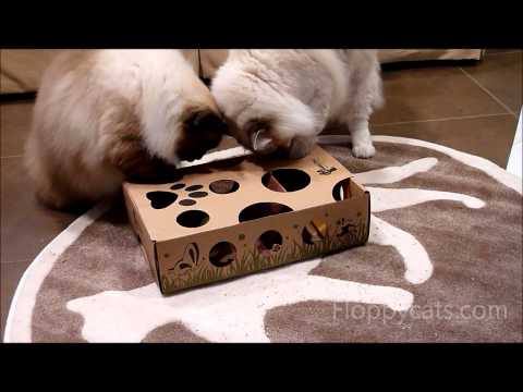 CatAmazing Cat Puzzle Toy Review 0 CatAmazing Cat Puzzle Toy Review