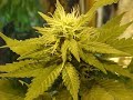 Legalize Marijuana Now Dori Monson Show Jim McKay Part 3.wmv