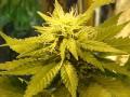 Legalize Marijuana Now Dori Monson Show Jim McKay Part 3.wmv