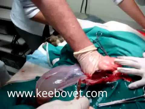 how to perform a c section on a goat
