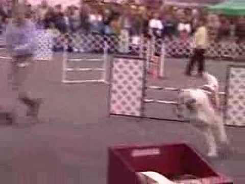 Saint Bernard Kris in EXCELLENT JWW ...