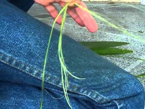 how to remove yucca leaves