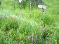Nancy Today: Pretty purple loosestrife