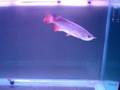 videos de RTG Arowana
